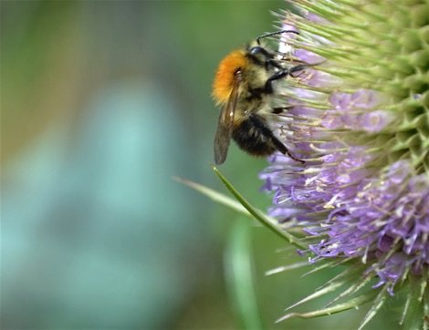 Bumblebee on teasel